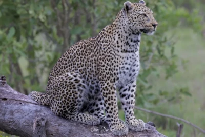 Elephant Plains Game Lodge by Clive Davies
