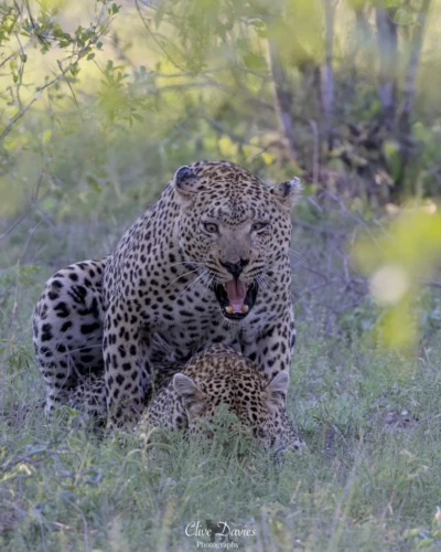 Elephant Plains Game Lodge by Clive Davies