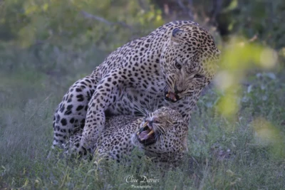 Elephant Plains Game Lodge by Clive Davies