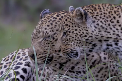 Elephant Plains Game Lodge by Clive Davies