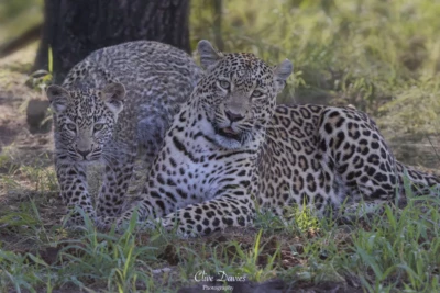 Elephant Plains Game Lodge by Clive Davies