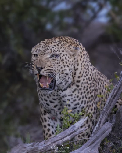 Elephant Plains Game Lodge by Clive Davies