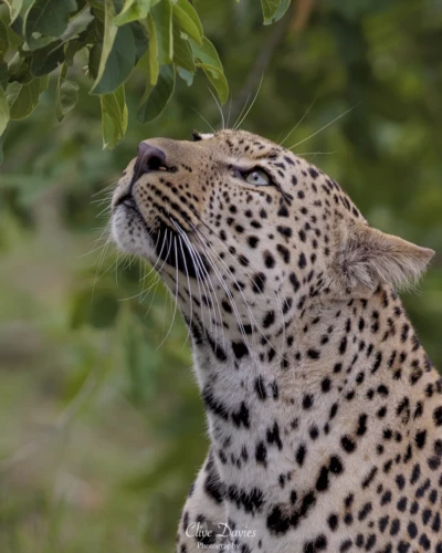 Elephant Plains Game Lodge by Clive Davies