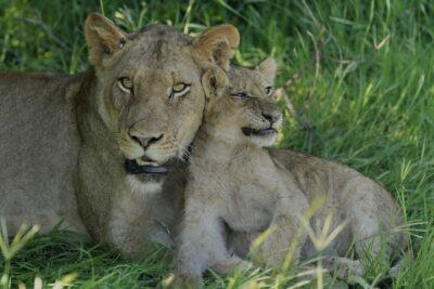 Guest Photos taken by Martin and Sandie Denyer at Elephant Plains Game Lodge