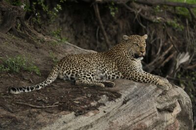 Guest Photos taken by Martin and Sandie Denyer at Elephant Plains Game Lodge