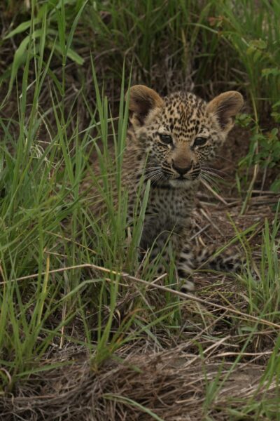 Guest Photos taken by Martin and Sandie Denyer at Elephant Plains Game Lodge
