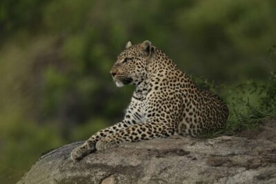 Guest Photos taken by Martin and Sandie Denyer at Elephant Plains Game Lodge