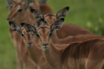 Guest Photos taken by Martin and Sandie Denyer at Elephant Plains Game Lodge