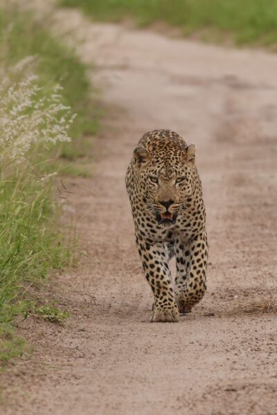 Guest Photos taken by Martin and Sandie Denyer at Elephant Plains Game Lodge