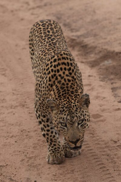 Guest Photos taken by Martin and Sandie Denyer at Elephant Plains Game Lodge