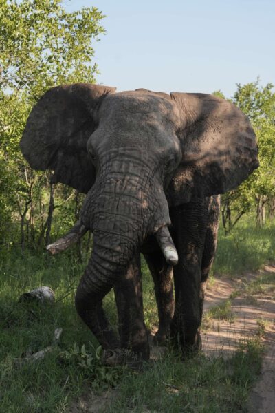 Guest Photos taken by Martin and Sandie Denyer at Elephant Plains Game Lodge