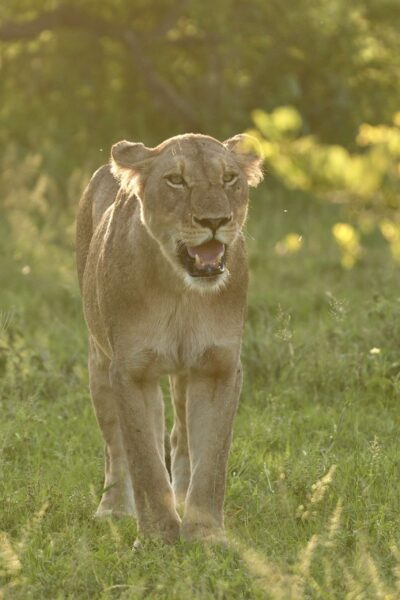 Guest Photos taken by Martin and Sandie Denyer at Elephant Plains Game Lodge