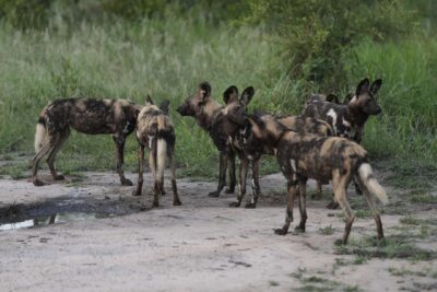 Guest Photos taken by Martin and Sandie Denyer at Elephant Plains Game Lodge