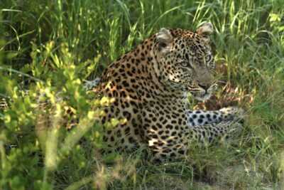 Guest Photos taken by Martin and Sandie Denyer at Elephant Plains Game Lodge