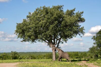 Guest Photos taken by Martin and Sandie Denyer at Elephant Plains Game Lodge