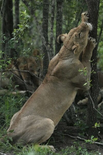 Guest Photos taken by Martin and Sandie Denyer at Elephant Plains Game Lodge