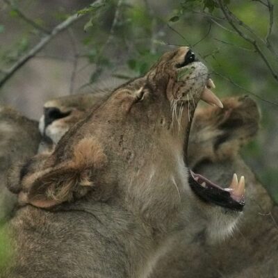 Guest Photos taken by Martin and Sandie Denyer at Elephant Plains Game Lodge