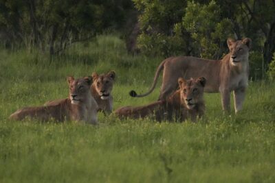 Guest Photos taken by Martin and Sandie Denyer at Elephant Plains Game Lodge