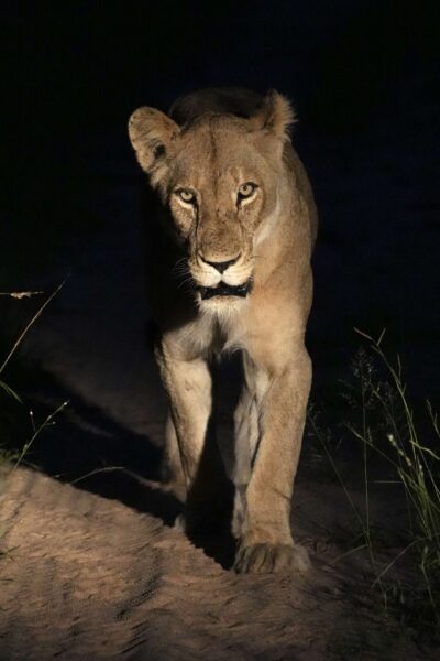 Guest Photos taken by Martin and Sandie Denyer at Elephant Plains Game Lodge