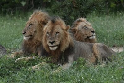 Guest Photos taken by Martin and Sandie Denyer at Elephant Plains Game Lodge