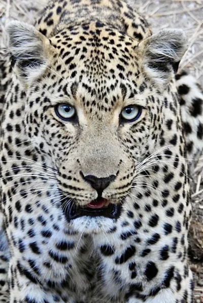 Kim Rae, Canada at Elephant Plains Game Lodge