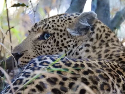 Kim Rae, Canada at Elephant Plains Game Lodge