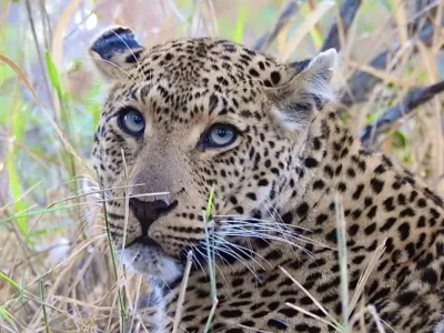 Kim Rae, Canada at Elephant Plains Game Lodge