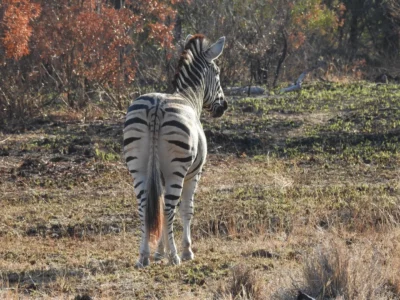 Kim Rae, Canada at Elephant Plains Game Lodge