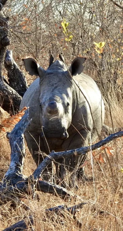 Kim Rae, Canada at Elephant Plains Game Lodge