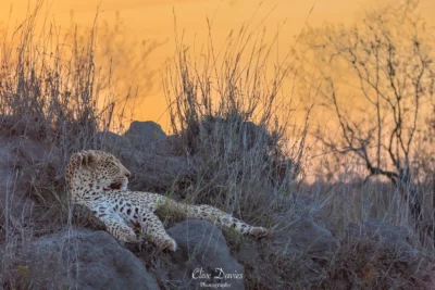 Clive Davies at Elephant Game Lodge
