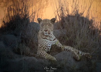 Clive Davies at Elephant Game Lodge