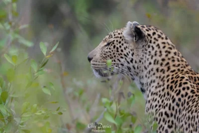 Clive Davies at Elephant Game Lodge