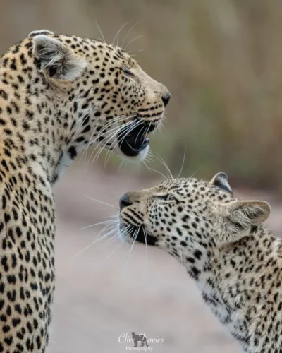 Clive Davies at Elephant Game Lodge
