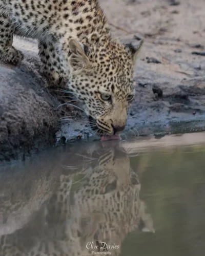 Clive Davies at Elephant Game Lodge