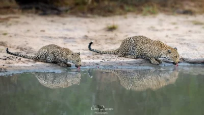 Clive Davies at Elephant Game Lodge