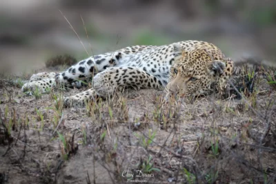Clive Davies at Elephant Game Lodge