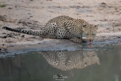 Clive Davies at Elephant Game Lodge