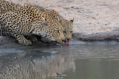 Clive Davies at Elephant Game Lodge