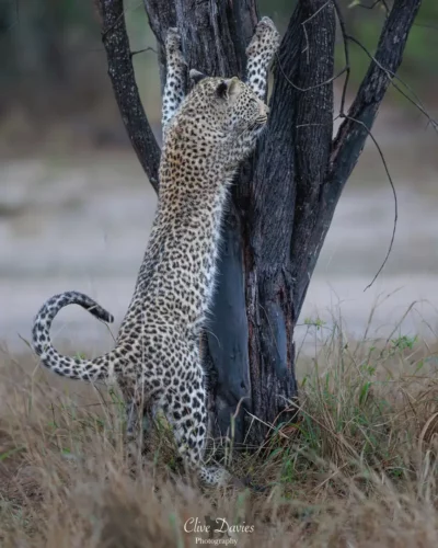 Clive Davies at Elephant Game Lodge