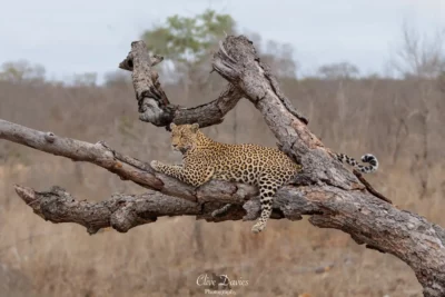 Clive Davies at Elephant Game Lodge