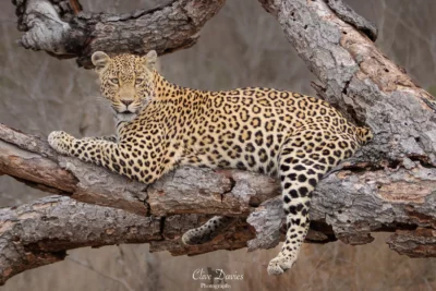 Clive Davies at Elephant Game Lodge