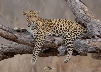 Clive Davies at Elephant Game Lodge