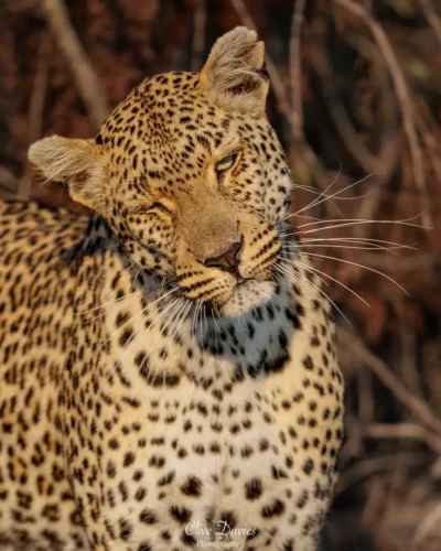 Clive Davies at Elephant Game Lodge