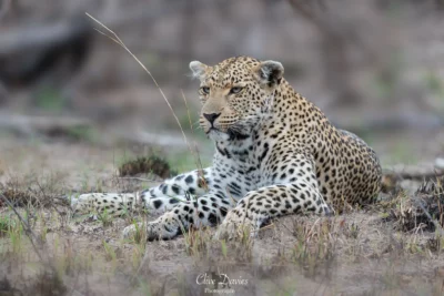 Clive Davies at Elephant Game Lodge