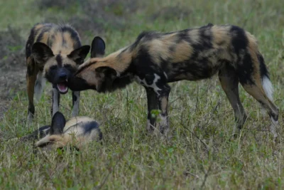 Martin and Sandie Denyer at Elephant Plains Game Lodge