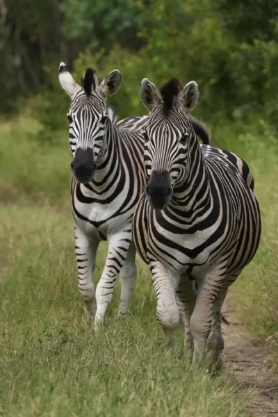 Martin and Sandie Denyer at Elephant Plains Game Lodge