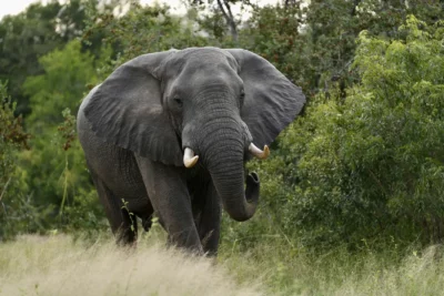 Martin and Sandie Denyer at Elephant Plains Game Lodge