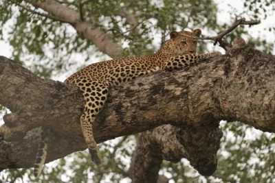 Martin and Sandie Denyer at Elephant Plains Game Lodge